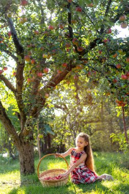Güzel kız elma hasat eder. Elma bahçesi. Çocuk elinde elmalarla bir sepet tutuyor. Bahçede bir yürüyüş. Uzun saçlı kız gülümser ve doğada yürür.
