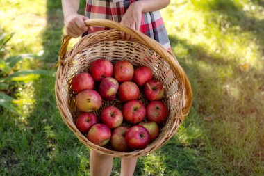 Güzel kız elma hasat eder. Elma bahçesi. Çocuk elinde elmalarla bir sepet tutuyor. Bahçede bir yürüyüş. Uzun saçlı kız gülümser ve doğada yürür.