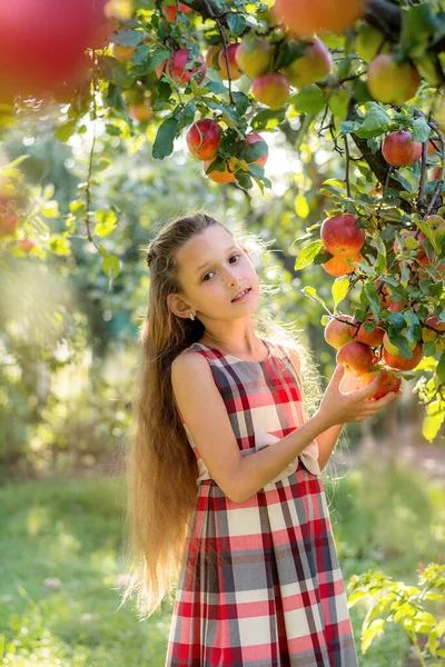 Schöne Mädchen Erntet Äpfel Apfelplantage Das Kind Hält Äpfel Und — Stockfoto