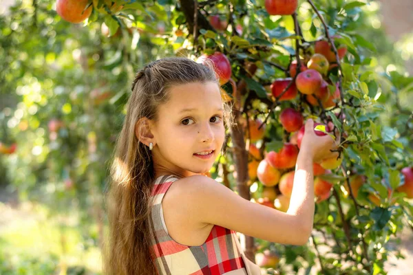 Bella Ragazza Raccoglie Mele Frutteto Mele Bambino Tiene Mele Cesto — Foto Stock