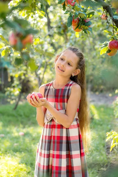 Красива Дівчина Збирає Яблука Яблучний Сад Дитина Тримає Яблука Кошик — стокове фото