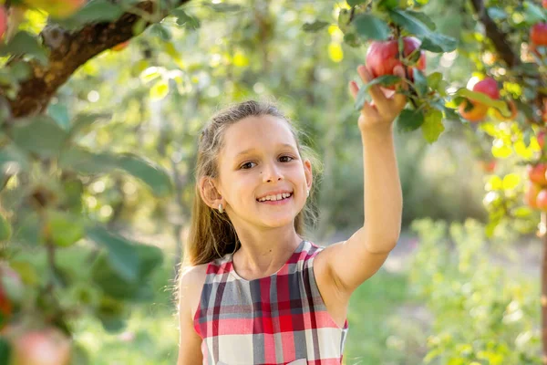 Schöne Mädchen Erntet Äpfel Apfelplantage Das Kind Hält Äpfel Und — Stockfoto