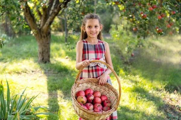 Krásná Dívka Sklízí Jablka Jablečný Sad Dítě Drží Jablka Košík — Stock fotografie