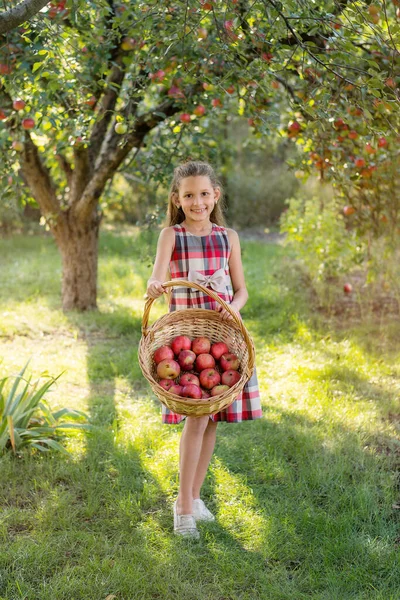 Bella Ragazza Raccoglie Mele Frutteto Mele Bambino Tiene Mele Cesto — Foto Stock