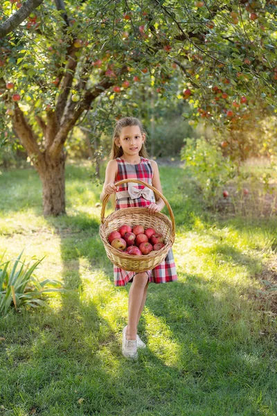 Schöne Mädchen Erntet Äpfel Apfelplantage Das Kind Hält Äpfel Und — Stockfoto