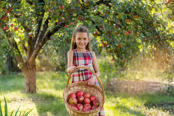 Piękna Dziewczyna Zbiera Jabłka Jabłkowy Sad Dziecko Trzyma Jabłka Kosz — Zdjęcie stockowe