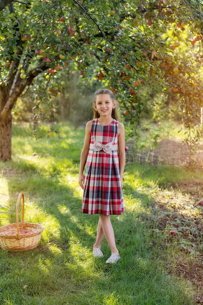 Krásná Dívka Sklízí Jablka Jablečný Sad Dítě Drží Jablka Košík — Stock fotografie