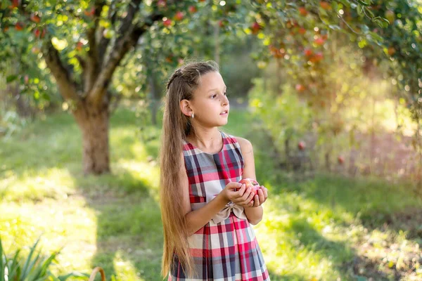 Mooi Meisje Oogst Appels Appelboomgaard Het Kind Houdt Appels Een — Stockfoto
