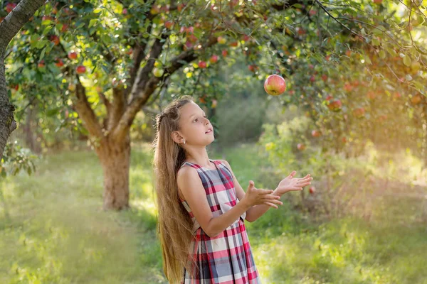 Schöne Mädchen Erntet Äpfel Apfelplantage Das Kind Hält Äpfel Und — Stockfoto