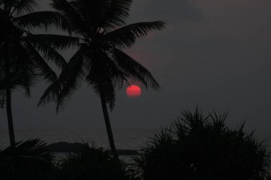 Gün batımında palmiye ağaçları