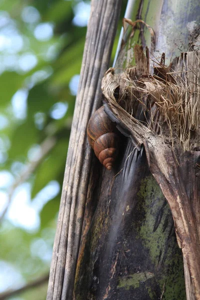 Snail Tree — Stock Photo, Image