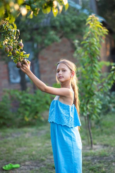 Ein Schönes Langhaariges Mädchen Pflückt Garten Birnen Das Kind Hält — Stockfoto