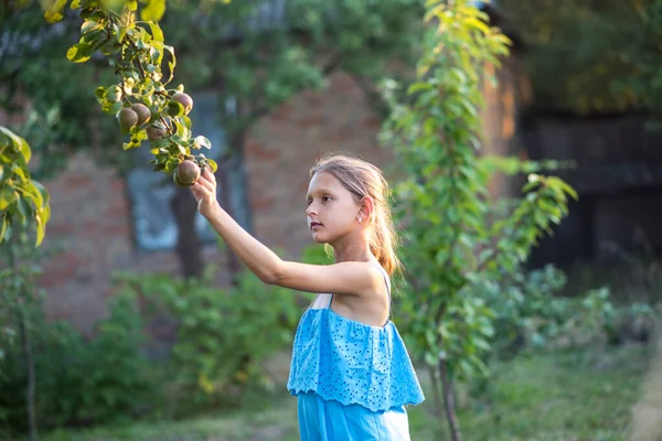 Ein Schönes Langhaariges Mädchen Pflückt Garten Birnen Das Kind Hält — Stockfoto