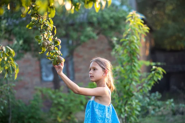 Ein Schönes Langhaariges Mädchen Pflückt Garten Birnen Das Kind Hält — Stockfoto