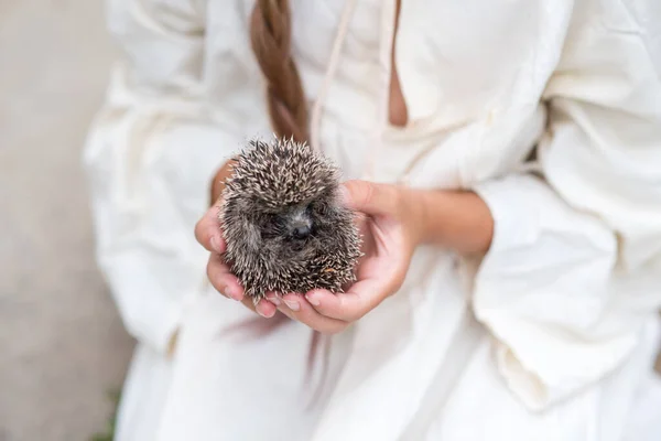 A hedgehog in the hands of a child. The child is holding a hedgehog. Hedgehog and nature