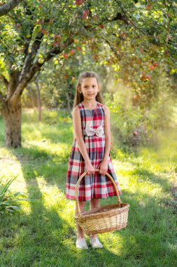 Güzel kız elma hasat eder. Elma bahçesi. Çocuk elinde elmalarla bir sepet tutuyor. Bahçede bir yürüyüş. Uzun saçlı kız dışarıda gülümsüyor.