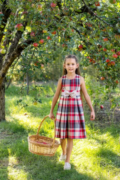 Güzel kız elma hasat eder. Elma bahçesi. Çocuk elinde elmalarla bir sepet tutuyor. Bahçede bir yürüyüş. Uzun saçlı kız dışarıda gülümsüyor.
