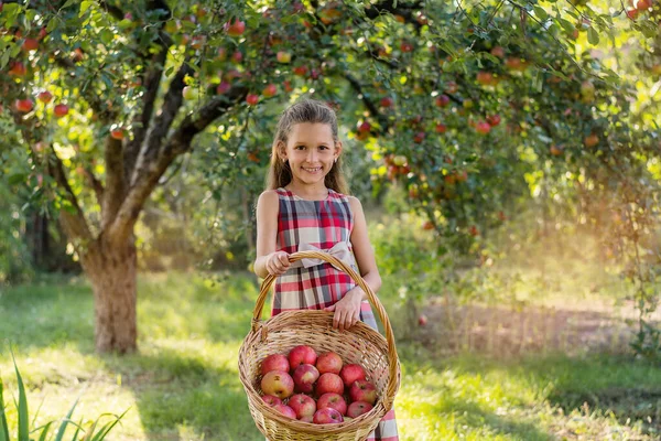 Schöne Mädchen Erntet Äpfel Apfelplantage Das Kind Hält Äpfel Und — Stockfoto