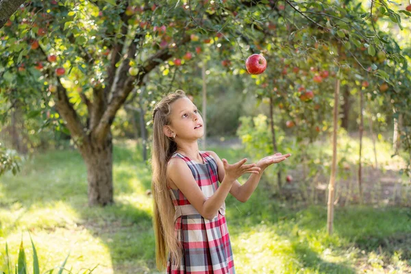 Fată Frumoasă Recoltează Mere Livada Mere Copilul Ține Mere Coș — Fotografie, imagine de stoc