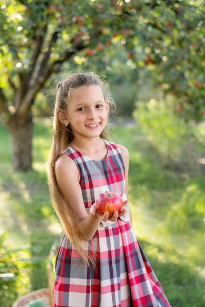 Ein Schönes Langhaariges Mädchen Pflückt Garten Äpfel Das Kind Hält — Stockfoto