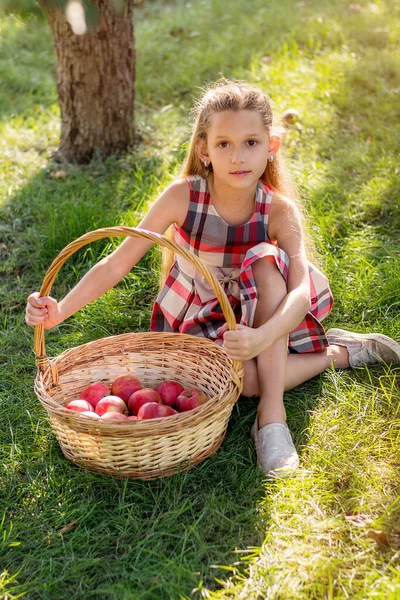 Una Hermosa Chica Pelo Largo Recoge Manzanas Jardín Niño Sostiene — Foto de Stock