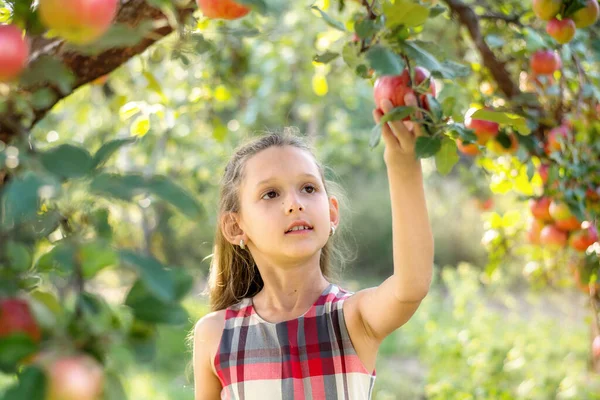 Ein Schönes Langhaariges Mädchen Pflückt Garten Äpfel Das Kind Hält — Stockfoto