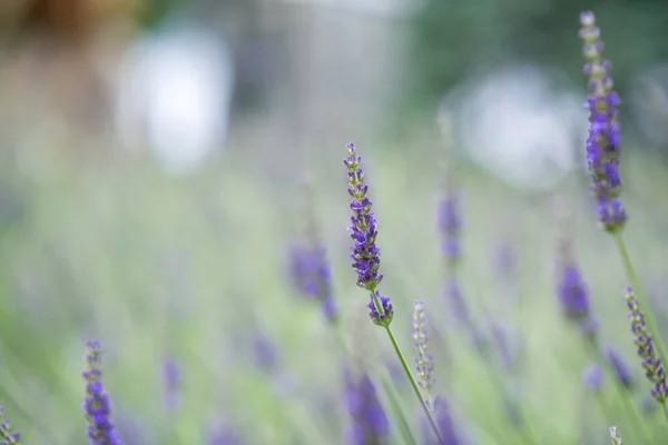 Schöne Lila Lavendelblüten Auf Dem Feld — Stockfoto