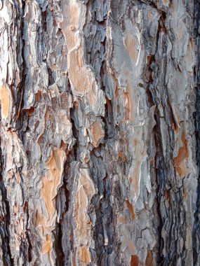 Doğal ışık kabuk eski ağaç arka plan.