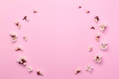 Pembe bir kağıt arka plan üzerinde beyaz çiçekler Bahar kompozisyon.
