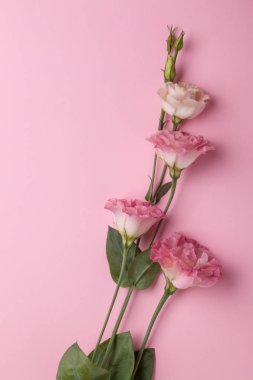 Pembe pastel kağıt arka plan üzerinde nazik pembe eustoma çiçekleri.