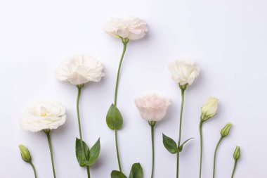 Pembe pastel kağıt arka plan üzerinde nazik pembe eustoma çiçekleri.