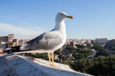 İtalya, Roma - 06 Ocak 2019 - kuş genel görünümüyle Roma