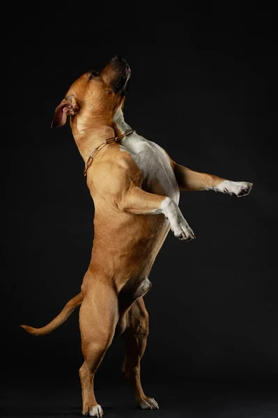 American Staffordshire Terrier Debout Sur Ses Pattes Arrière — Photo