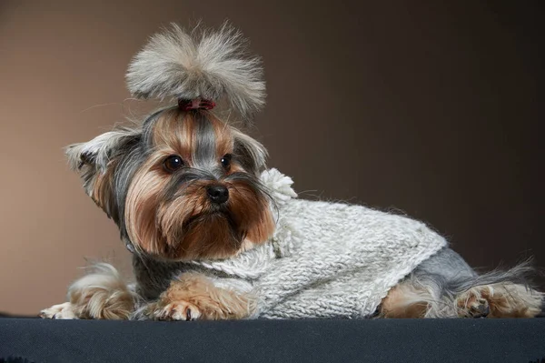 Yorkshire Terrier Grey Clothes Lies Brown Background — Stock Photo, Image