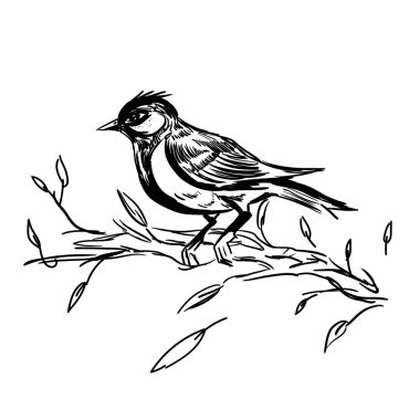 Çiçek açan çiçekler ve kuşlar Vintage tebrik kartı. Teşekkür ederim, metniniz için yer ile. Kır çiçekleri, vektör çizim