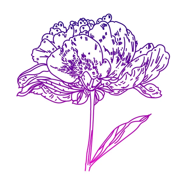 Illustration mit Pfingstrose Blume isoliert auf weißem Hintergrund. Vektor Illustration. silhouette.peony realistische Vektor Illustration.peony. handgezeichnete Vektor-Illustration. — Stockvektor