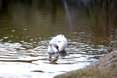 Gölde yüzen beyaz kuğu.