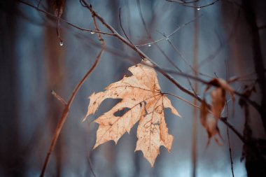 Yağmurdan sonra damlaları düşen bir dalda yalnız sonbahar yaprağı