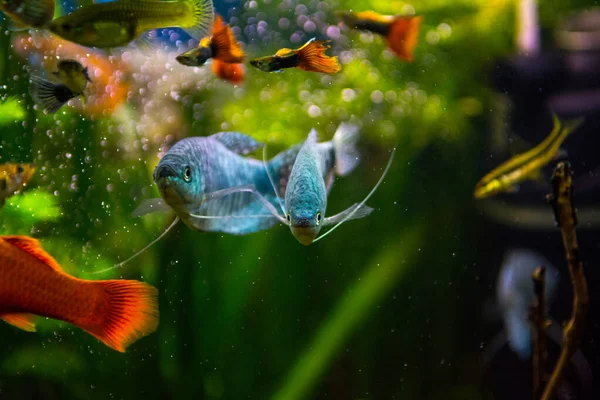Peixe Gourami Colorido Água Aquário — Fotografia de Stock