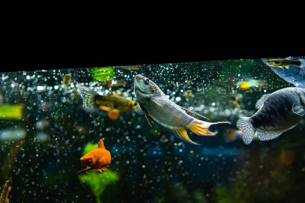 Kolorowe Gourami Ryby Akwarium Wody — Zdjęcie stockowe