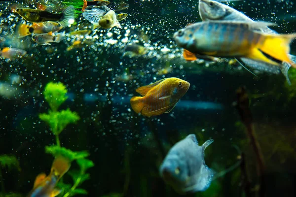 Bunte Gouramifische Aquarienwasser — Stockfoto