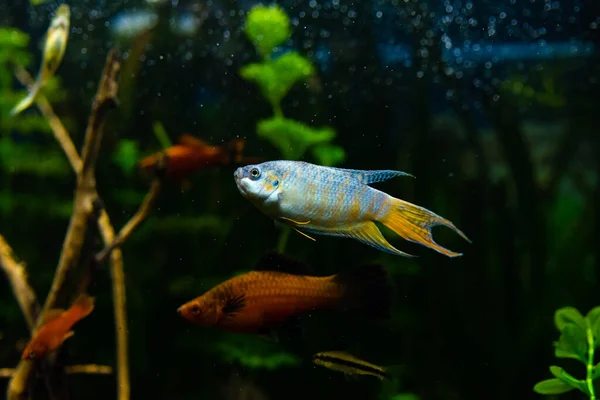 Färgglada Gourami Fisk Akvarium Vatten — Stockfoto