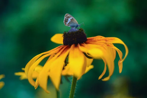 Farfalla Sul Topinambur Helianthus Tuberosus Questo Fiore Chiamato Anche Radice — Foto Stock
