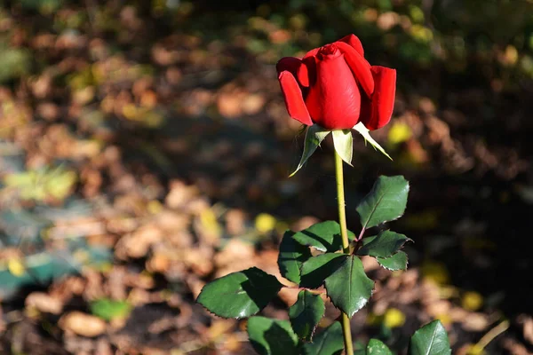 Bulanık doğal arkaplanda bir kırmızı gül