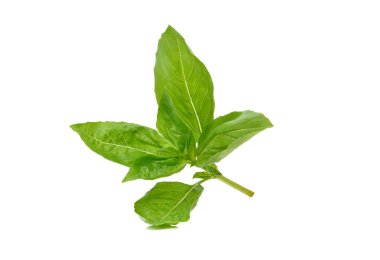 Beyaz arkaplanda tatlı fesleğen yaprakları