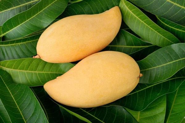 Mogen Mango Gröna Blad Bakgrund — Stockfoto