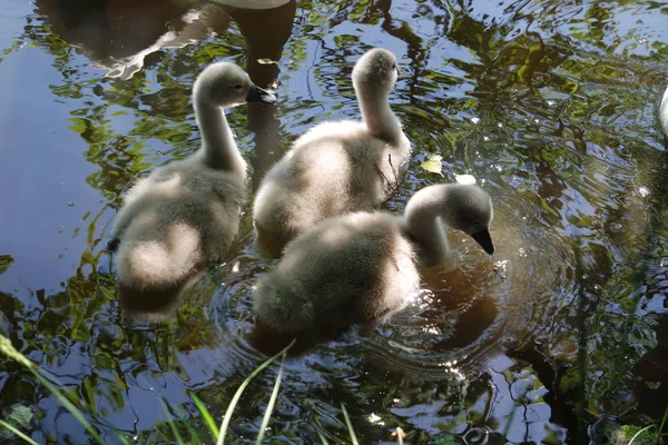 Una Familia Cisnes Con Jóvenes — Foto de Stock