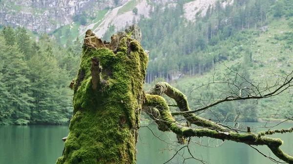 Красиві Озера Hiterer Langbathsee Австрії Влітку Подання Дерева Покритий Мохом — стокове фото
