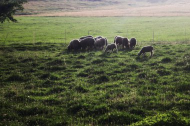 Yaz mera üzerinde mutlu koyun