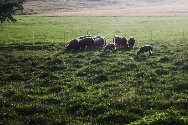 Yaz mera üzerinde mutlu koyun